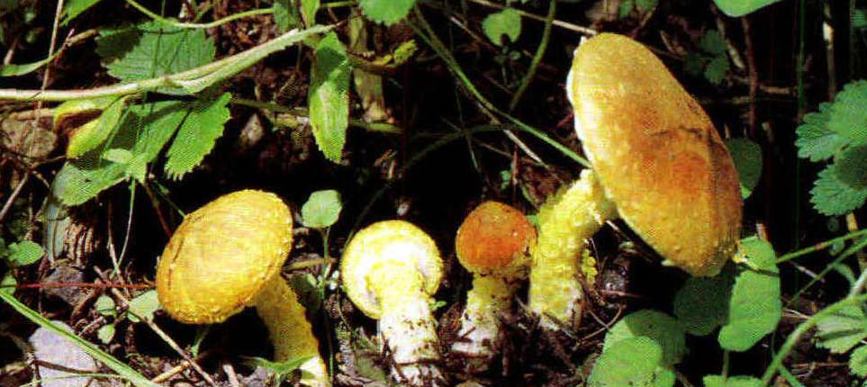 Cystoderma japonicum Thoen et Hongo